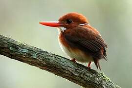 Madagascan Pygmy Kingfisher