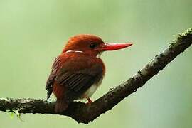 Madagascan Pygmy Kingfisher