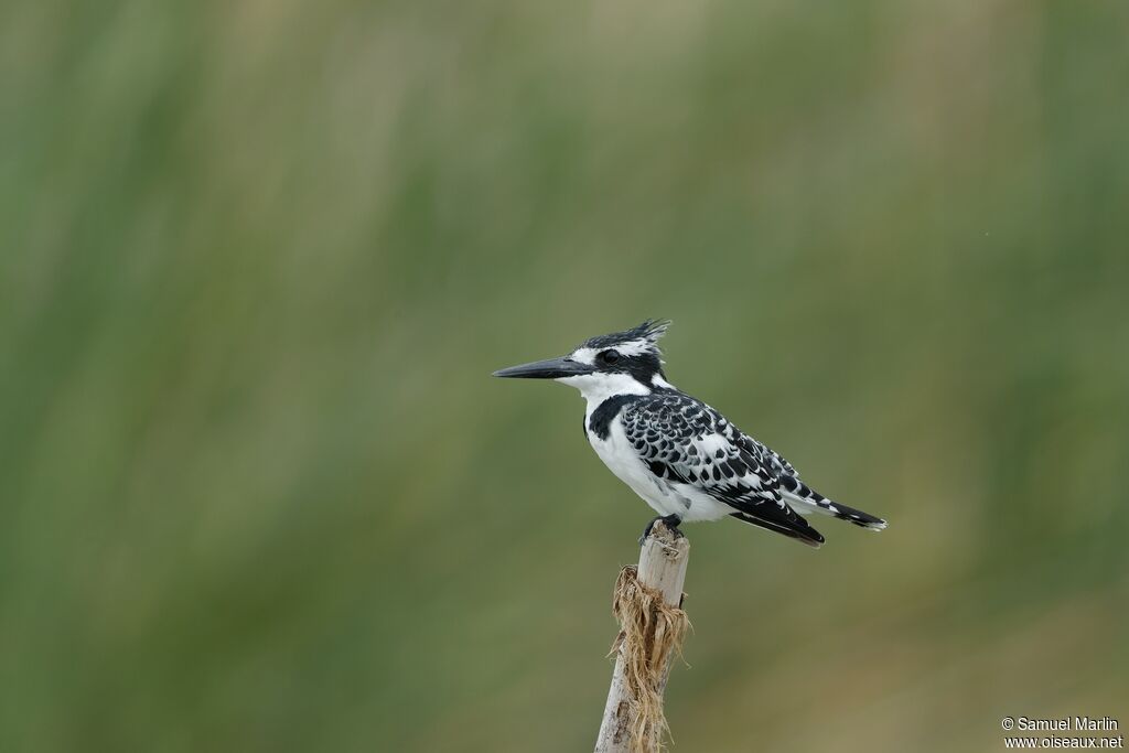 Pied Kingfisheradult