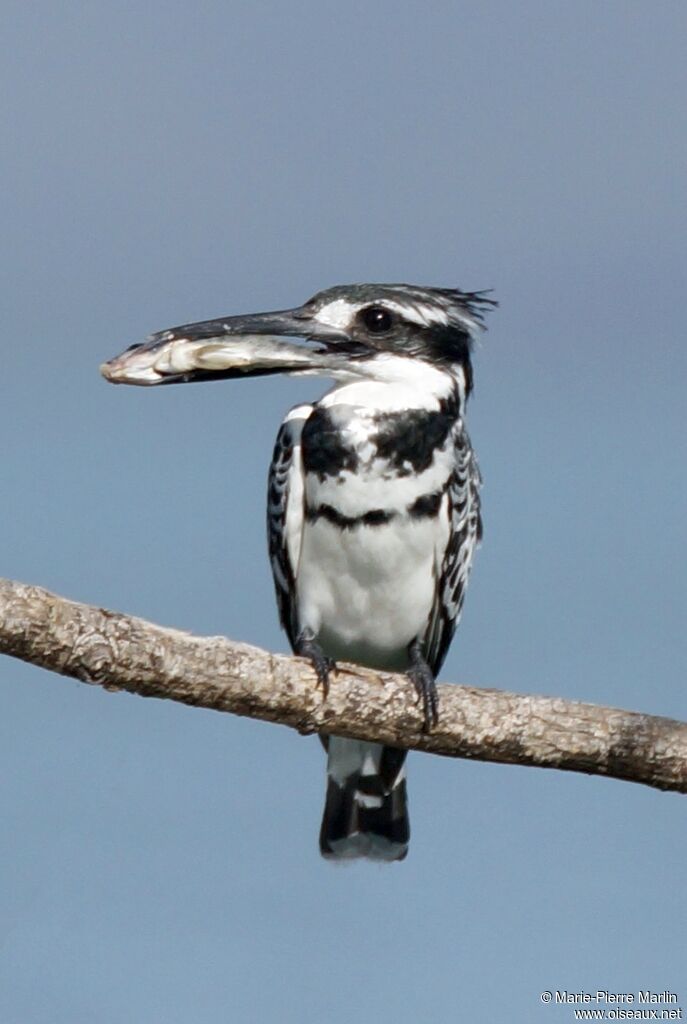 Pied Kingfisheradult, eats