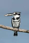 Pied Kingfisher