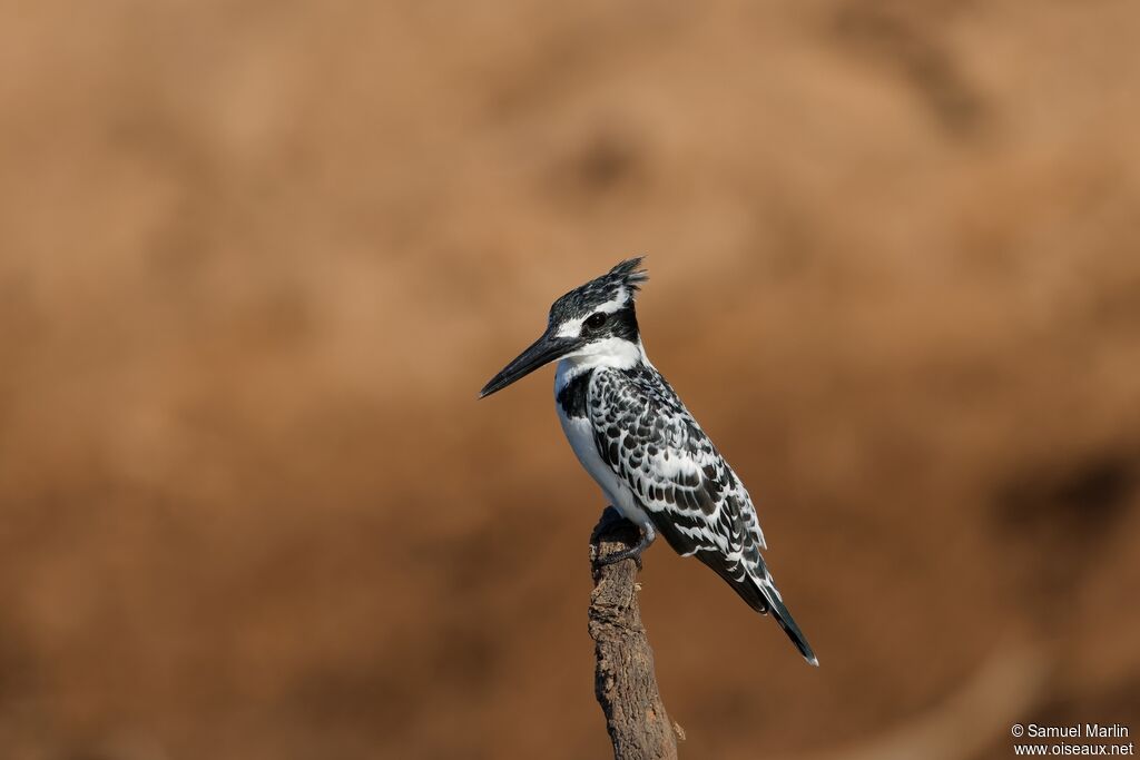 Pied Kingfisheradult