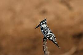 Pied Kingfisher