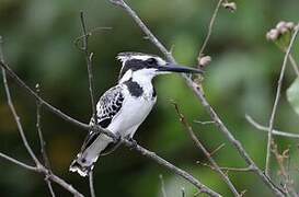 Pied Kingfisher