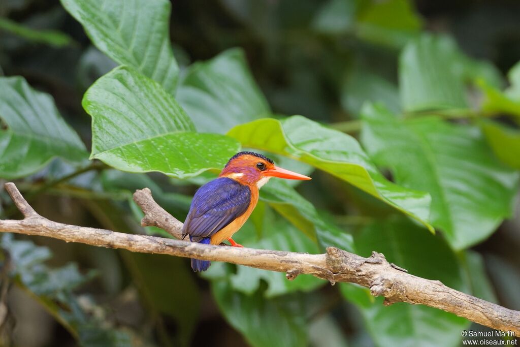 Martin-pêcheur pygmée