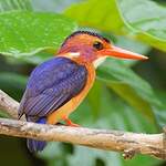 Martin-pêcheur pygmée