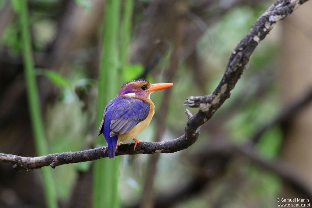 African Pygmy Kingfisher