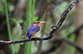 African Pygmy Kingfisher