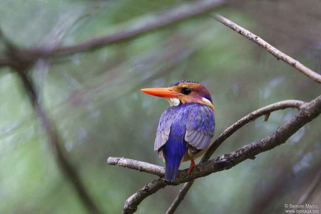 African Pygmy Kingfisheradult