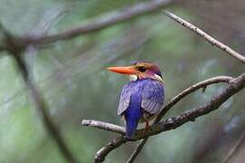 African Pygmy Kingfisher