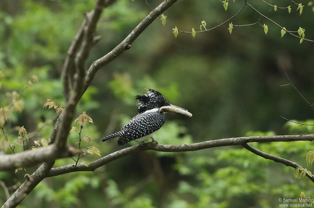 Martin-pêcheur tachetéadulte, pêche/chasse