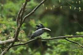 Crested Kingfisher