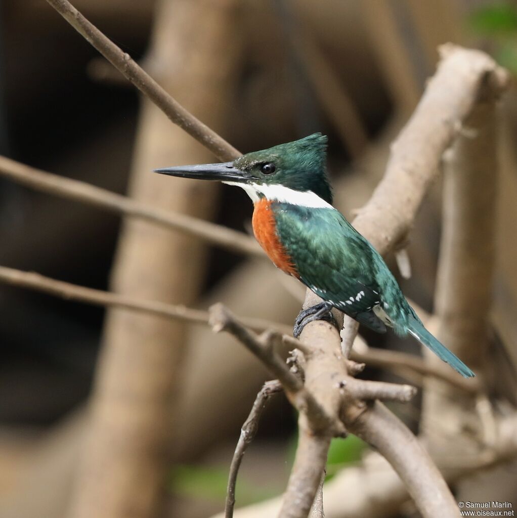 Green Kingfisher male adult