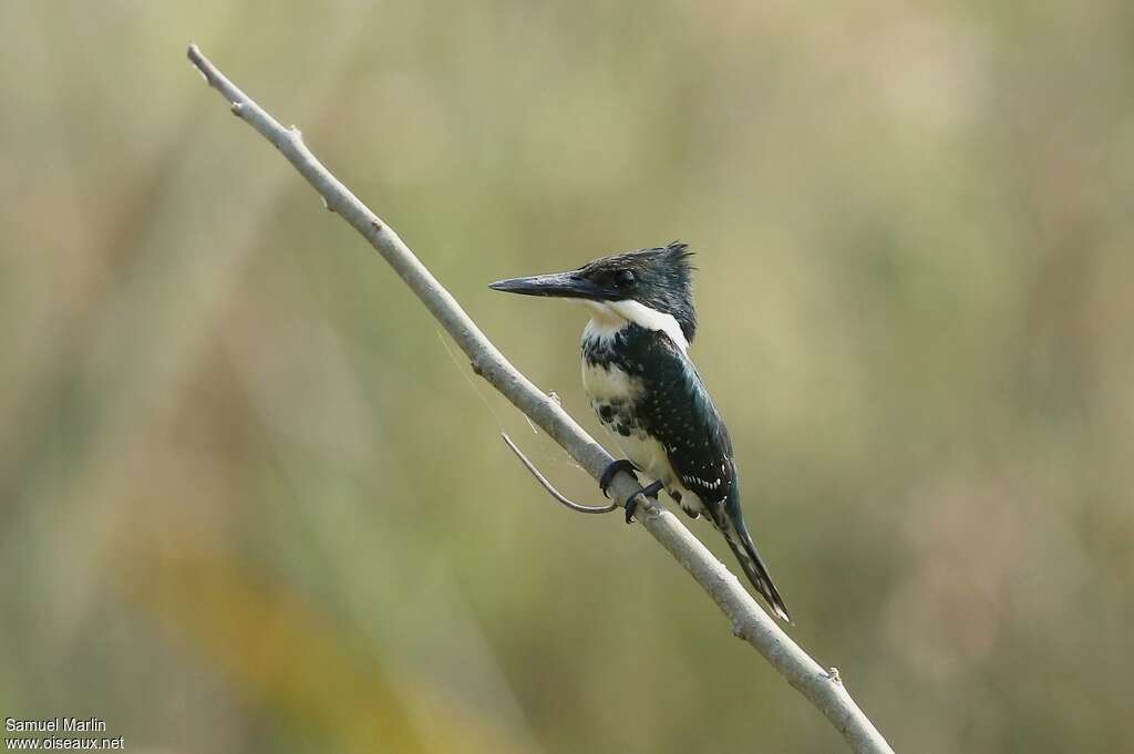 Green Kingfisher female adult