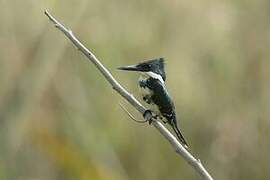 Green Kingfisher