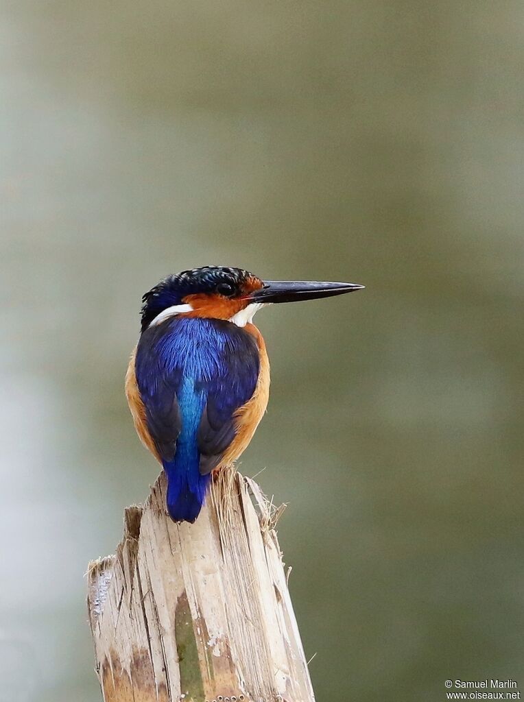 Malagasy Kingfisheradult