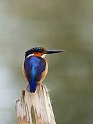 Malagasy Kingfisher