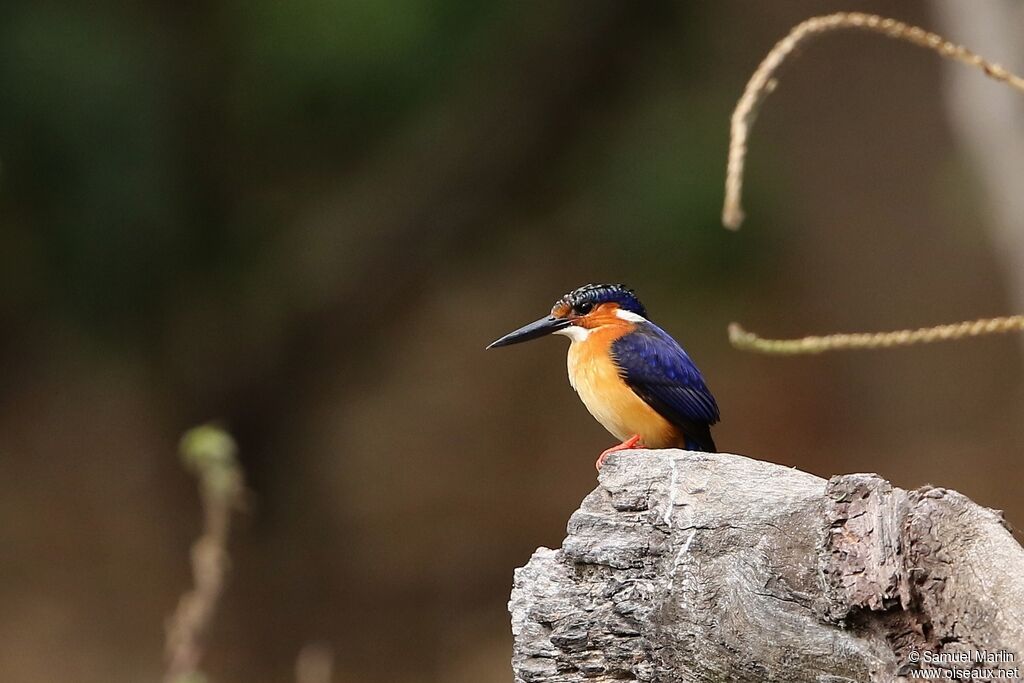 Malagasy Kingfisher