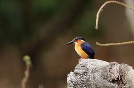 Malagasy Kingfisher