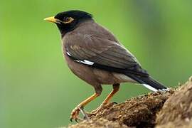 Common Myna