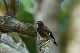 Common Myna