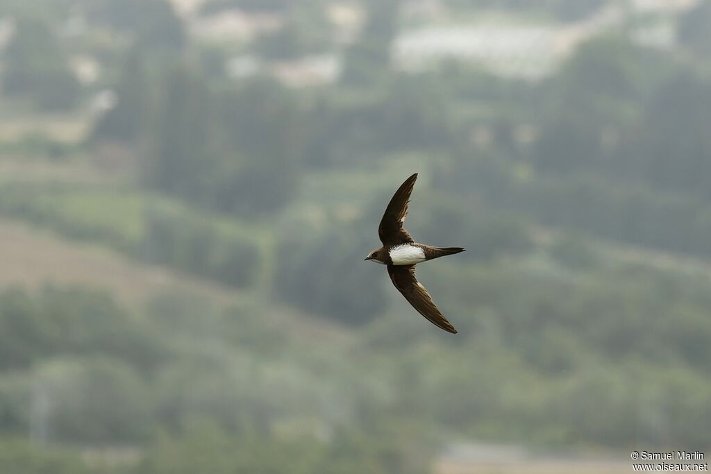 Alpine Swiftadult