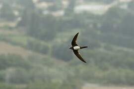 Alpine Swift