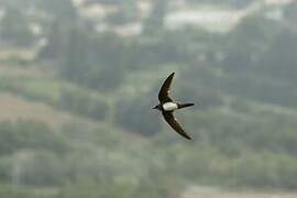 Alpine Swift