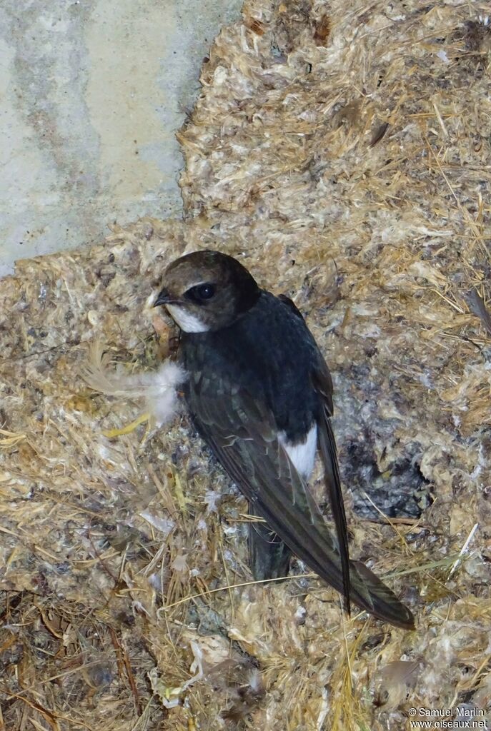 Little Swift, Reproduction-nesting