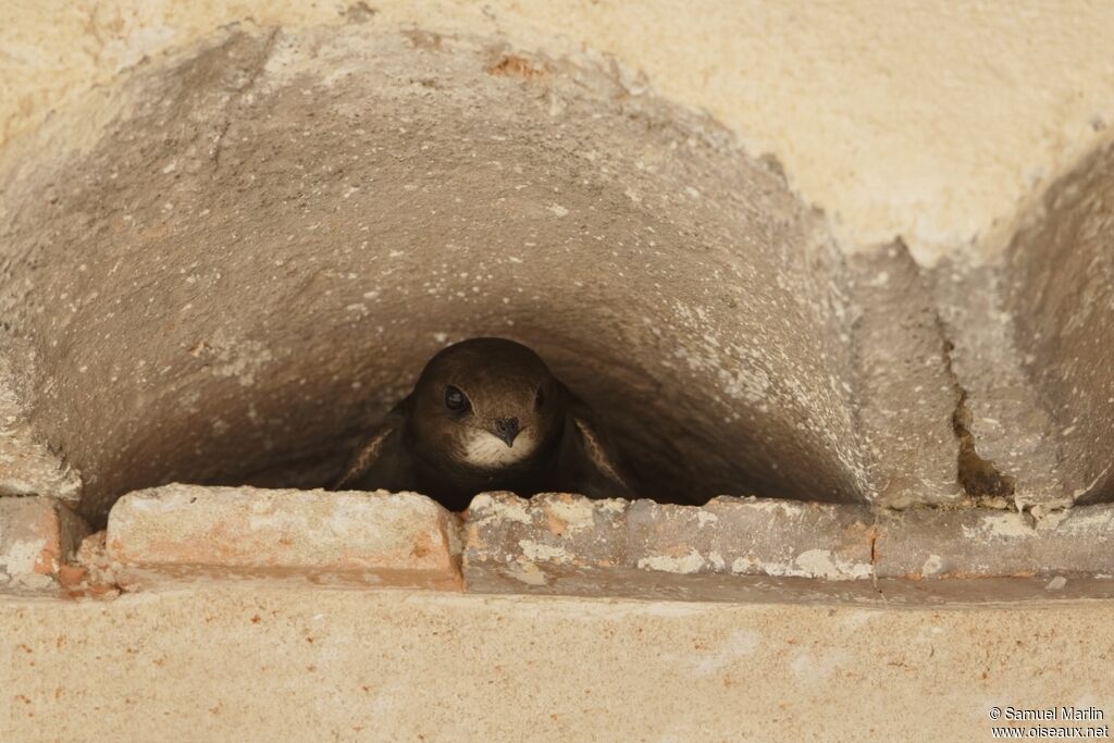 Common Swiftadult, Reproduction-nesting