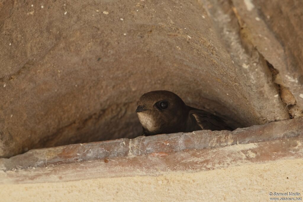 Common Swiftadult, Reproduction-nesting