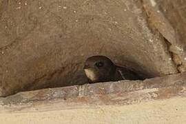 Common Swift