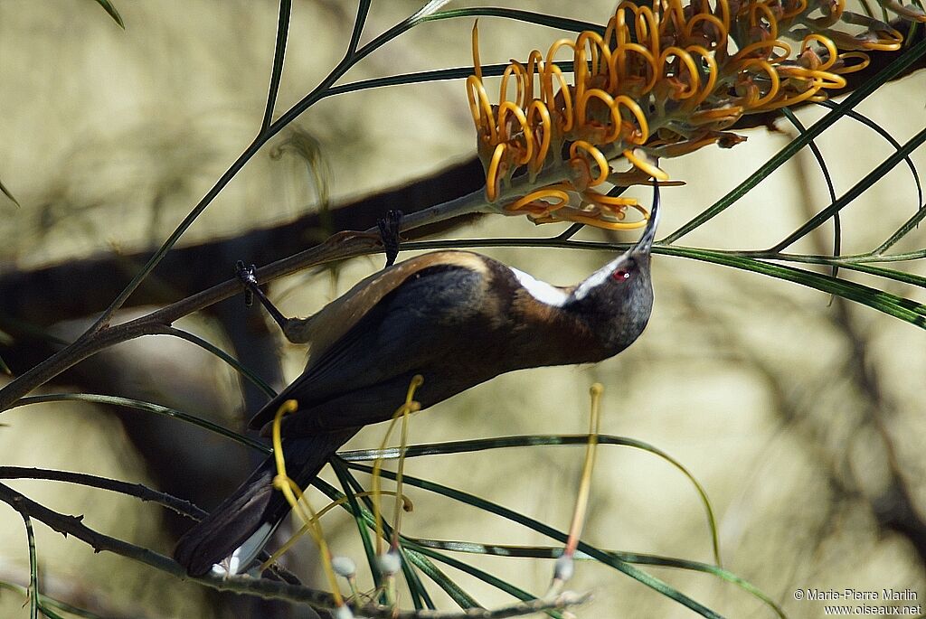 Eastern Spinebilladult, feeding habits