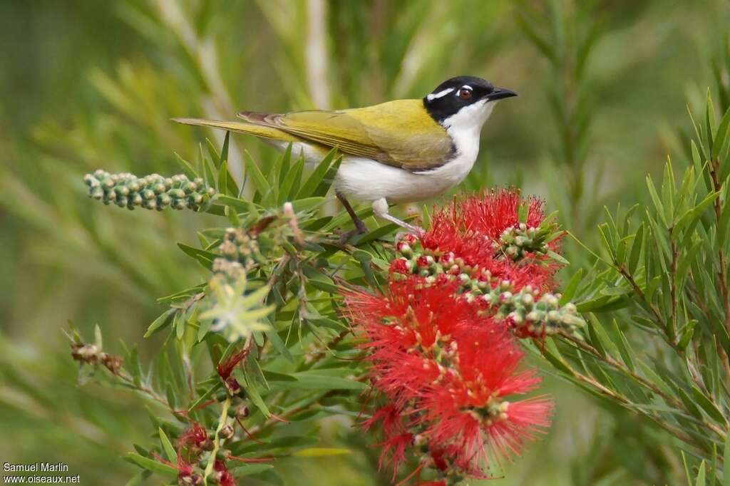 White-throated Honeyeateradult, identification