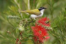 White-throated Honeyeater