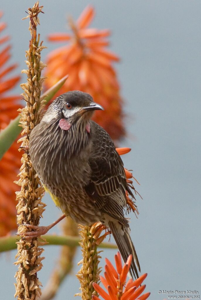 Red Wattlebirdadult