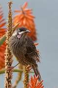 Red Wattlebird