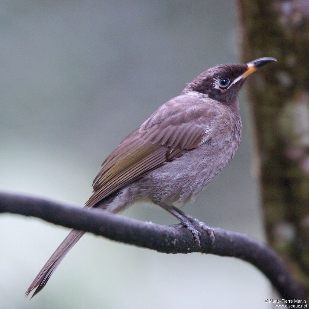 Bridled Honeyeateradult