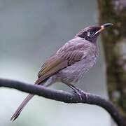 Bridled Honeyeater