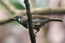 Lewin's Honeyeater