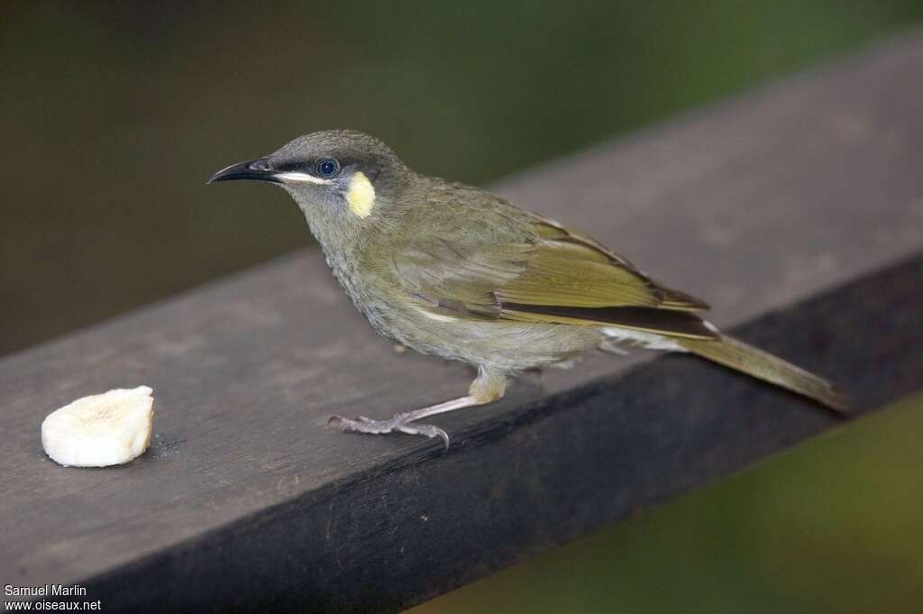 Lewin's Honeyeateradult breeding, pigmentation