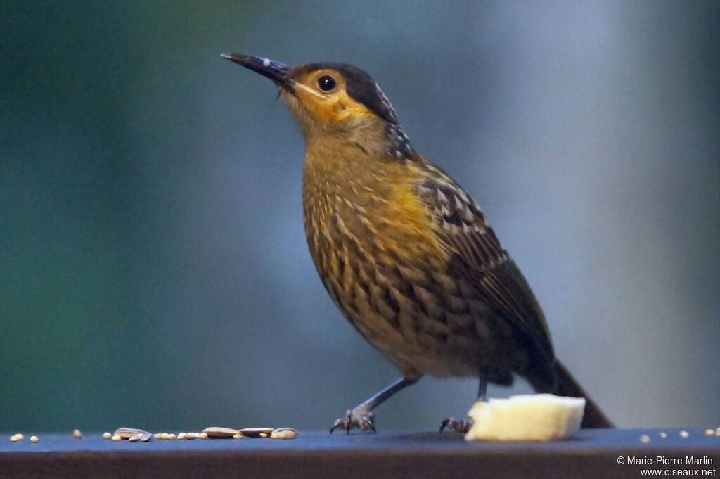 Macleay's Honeyeateradult