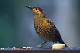 Macleay's Honeyeater