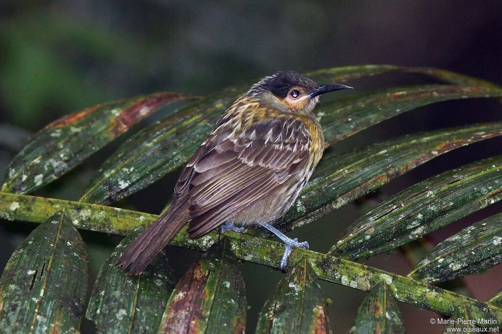 Macleay's Honeyeateradult