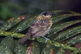 Macleay's Honeyeater