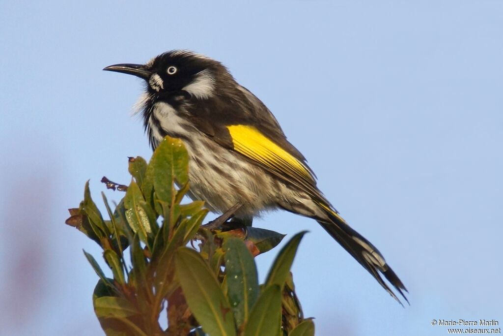 New Holland Honeyeateradult