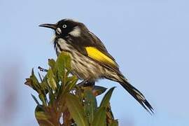 New Holland Honeyeater