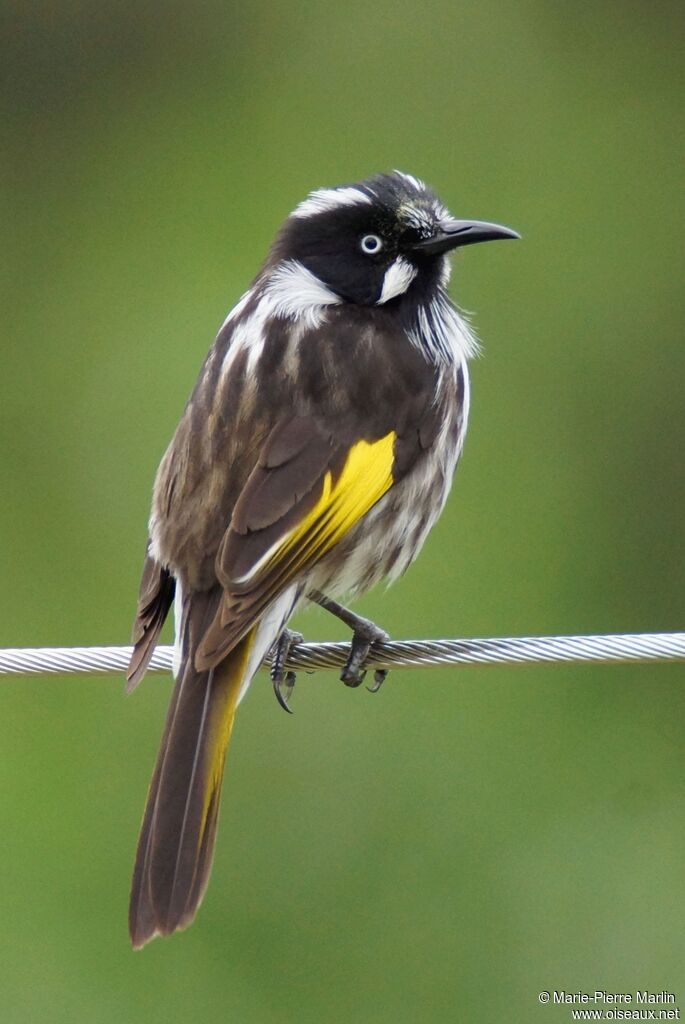 New Holland Honeyeateradult