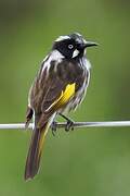 New Holland Honeyeater