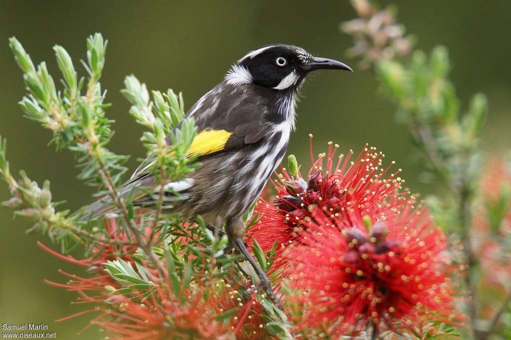 New Holland Honeyeateradult, feeding habits